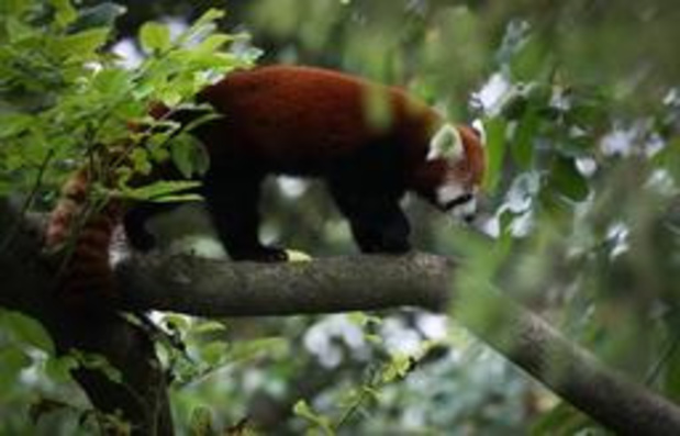 Naissance D Un Bebe Panda Roux A Pairi Daiza Belgique Levif